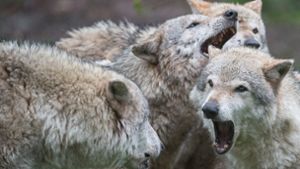 In den vergangenen Wochen töteten Wölfe in Baden-Württemberg mehrere Rinder und Schafe. Foto: dpa/Sebastian Gollnow