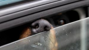 Hund bei klirrender Kälte im Auto zurückgelassen