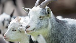 Eine FSME-Übertragung durch virusinfizierte Milch von Ziegen und Schafen ist sehr selten. (Archivfoto) Foto: dpa
