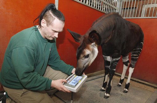 Einmal pro Woche kontrollieren die Pfleger in der Stuttgarter Wilhelma mit einer Großtierwaage das Gewicht des Okapi-Kalbs. Da Nyota Menschenhände gewöhnt ist, macht sie die Prozedur anstandslos mit. Foto: Wilhelma