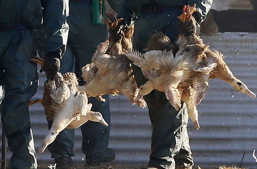 Insgesamt 600.000 Enten müssen wegen der anhaltenden Vogelgrippe in Frankreich getötet werden. Foto: AP
