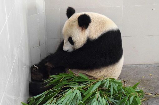 Panda-Dame Haizi ist mit umgerechnet 80 Jahren die weltweit älteste Panda-Mutter. Foto: AFP