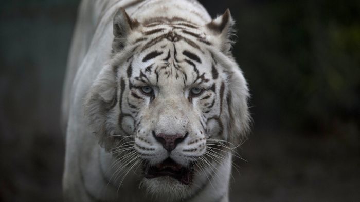 Tiger zerfleischt Frau