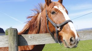 Auf einem Reiterhof in Gaggenau sind vier Pferde an einer Viruserkrankung gestorben. (Symbolbild) Foto: Modfos/ Shutterstock