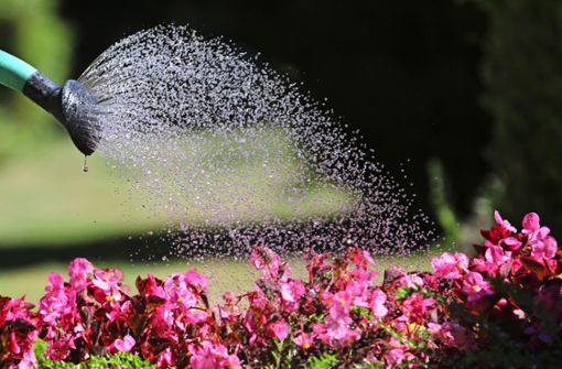 Beim Gießen von Blumen sollte Wasser sparsam verwendet werden. Foto: dpa/Markus Tischler
