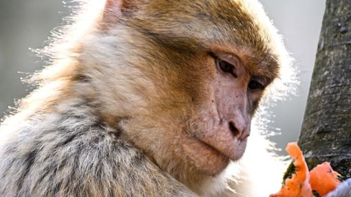 Wer in Großbritannien einen Affen als Haustier halten will, muss von April 2026 an viel strengere Vorschriften beachten. Foto: dpa/Felix Kästle