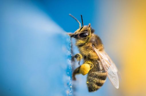 Die Berichterstattung über das Sterben der Bienen hat viele Menschen sensibilisiert und das Umweltbewusstsein gestärkt Foto: dpa