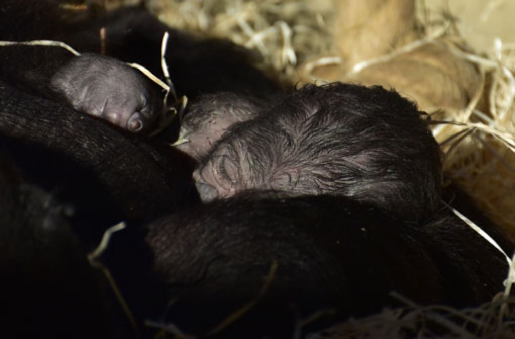 Damit hatte auch die Wilhelma nicht gerechnet: Nicht mal zwei Wochen nach der letzten Geburt bei den Gorillas, erblickt am Dreikönigstag noch ein Baby das Licht der Welt.