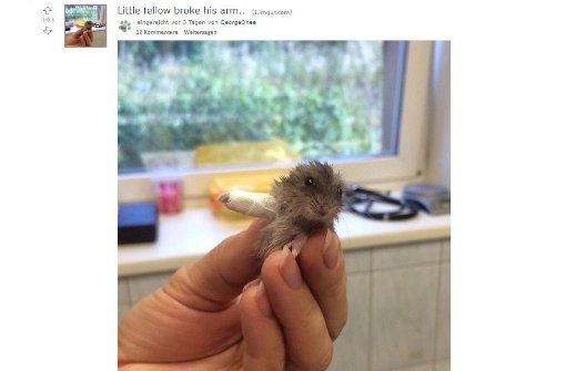 Der Nutzer GeorgeOnee postete das Foto dieses Hamster mit seinem Gips-Bein auf reddit. Foto: Screenshot reddit / GeorgeOnee