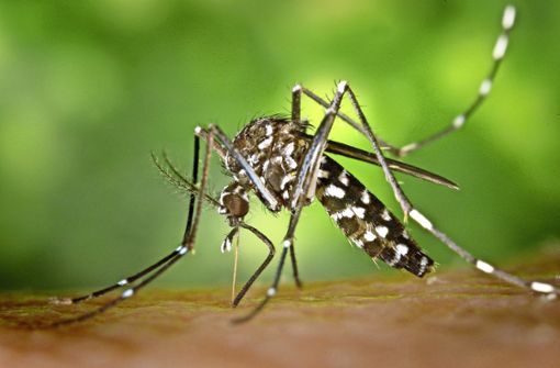 Die Tigermücke überträgt gefährliche Viren. Foto: Centers for Disease Control and Prevention/dpa