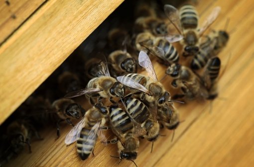 Von Allergikern werden Bienen gefürchtet – ein Stich kann lebensbedrohlich sein. Foto: dpa