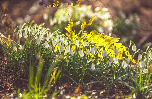 Schneeglöckchen strecken ihre Köpfe in die Sonne. Am Wochenende wird es in Stuttgart zumindest vorfrühlingshaft. Foto: Leserfotograf emqi