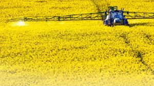 Im Rapsanbau werden mehr Pestizide eingesetzt als bei vielen anderenNutzpflanzen. Foto: imago/Jens Koehler