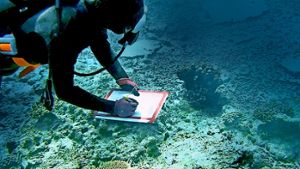 Ein Taucher kontrolliert das Korallenwachstum. Foto: ZDF