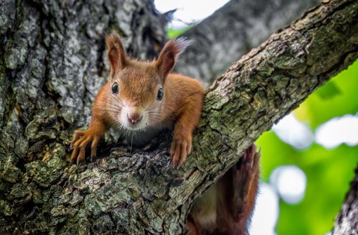 Klein und putzig: ein einheimisches Eichhörnchen. Foto: Leserfotograf reinerugele