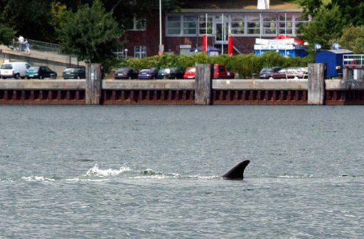 2003 hatte sich ein Finnwal in die Kieler Förde verirrt. Foto: dpa/Marcus Teichwächter