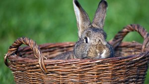 Zwei Kaninchen mussten in Stuttgart-Weilimdorf offenbar grundlos ihr Leben lassen. Foto: dpa-Zentralbild