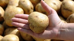 Wurde die Lieblingsknolle der Deutschen jahrelang von einem Kartoffel-Kartell zu überhöhten Preisen verkauft? Diesen Verdacht hegt das Bundeskartellamt.  Foto: dpa