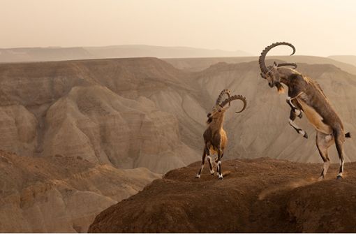 Zwei nubische Steinböcke tanzen am Abgrund. Foto: Wildlife Photographer of the Year/Amit Eshel