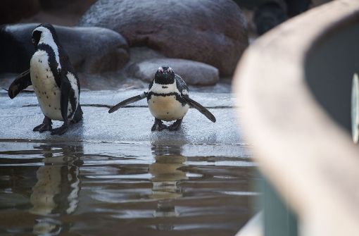 Pinguine – hier in der Stuttgarter Wilhelma – zählen zu den beliebtesten Zootieren. Foto: dpa