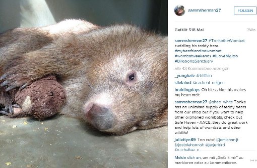 Tonka, der Wombat, kuschelt gerne mit seinem Teddy. Foto: Screenshot Instagram / sammsherman27