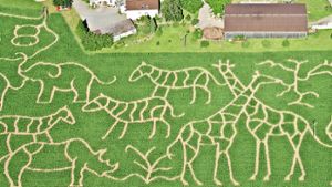 Giraffen, Elefanten und ein Nashorn: Die Siegles setzen bei ihrem Labyrinth in diesem Jahr auf das Thema Safari. Foto: privat