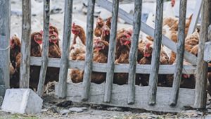 Geflügelpest im Kreis Böblingen: Für Hühner, Gänse und andere Geflügelarten  gilt seit Mittwoch ein Aufstallgebot. Foto: Eibner-Pressefoto/Feichter