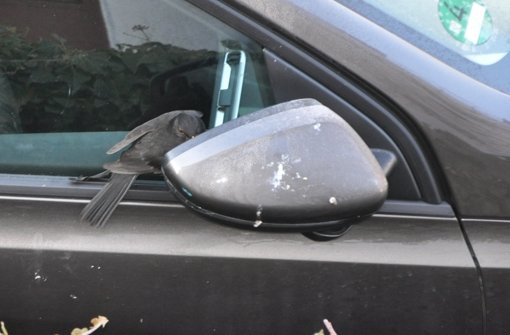 Eine Amsel im Liebeswahn attackiert ihr eigenes Spiegelbild, das sie im Außenspiegel eines Autos sieht. Foto: Wörner