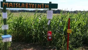 Das Maislabyrinth sieht jedes Jahr anders aus. Foto: Gemeinde Alfdorf