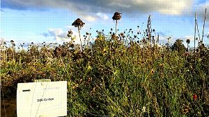 Es ist vorbei: Der herbstliche StN-Garten auf einem Feld in Möhringen wird nun umgepflügt. Foto: StN