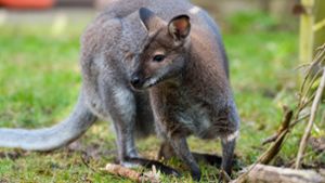 Polizei fängt entlaufenes Känguru ein