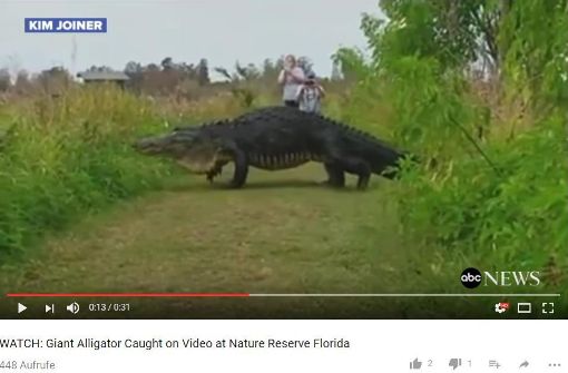 „Giant Alligator Caught on Video at Nature Reserve Florida“, titelt der amerikanische TV-Sender „ABC News: Der Name des Alligators ist „Humpback“, der Bucklige. Foto: Screenshot YouTube/www.youtube.com/watch?v=jb36w5z3-lY
