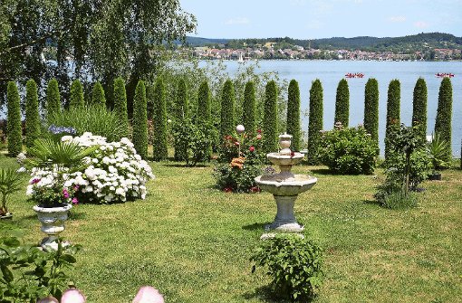 Eine Reihe von Smaragd-Tujas steht im Garten von Familie Böhler auf der Insel Reichenau Spalier. Von weitem sehen sie aus wie Zypressen. Foto: Diemar
