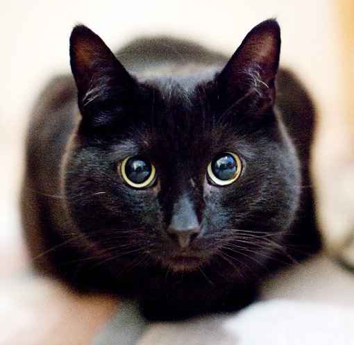 Anschmiegsam - eine Katze eignet sich gut als Haustier für Senioren Foto: dpa