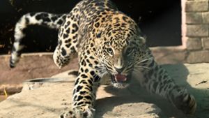 Der Leopard entkam aus einem Privathaushalt. Foto: AFP/AAMIR QURESHI