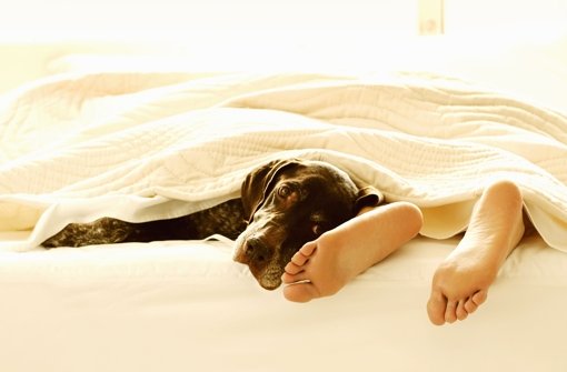 Seite an Seite mit Hund und Katze schlafen? Foto: auritius