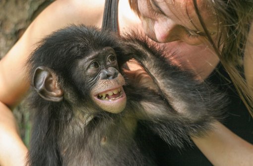 Ein Bonobo-Waise wird in der Auffangstation im Kongo aufgezogen. Foto: Wilhelma/Vanessa Woods