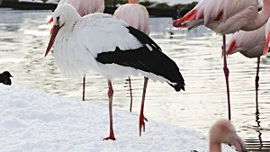 Warme Füße trotz des Schnees in Stuttgart: Im Flamingoteich der Wilhelma nehmen auch Zaungäste wie die hier überwinternden Störche warme Fußbäder. Foto: Wilhelma/Hörner