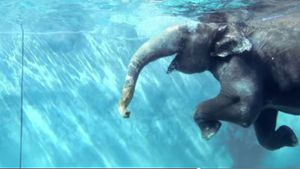 Das Video des Zoos zeigt einen schwimmenden Elefanten in Nahaufnahme. Foto: Screenshot Redaktion