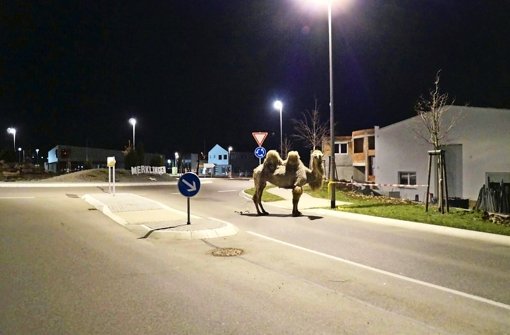Kamel vorm Kreisverkehr: Ein entlaufenes Zirkustier am 31. März in Weil der Stadt Foto: dpa