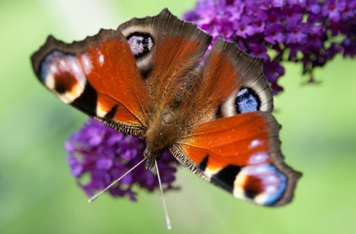 Wie heißt dieser Schmetterling? Die Antwort können die Besucher bei der Woche der Artenvielfalt selbst herausfinden. Foto: dpa