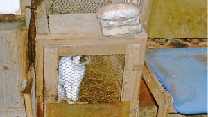 Trostlos und nicht artgerecht: Kaninchenstall aus dem Kleinbottwarer Privatzoo. Foto: Tierheim Ludwigsburg