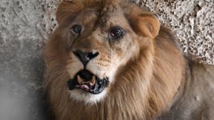 Löwe Lenci leidet an einer schweren Augeninfektion. Foto: AFP