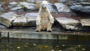 Eisbär Wolodja sitzt im Tierpark in Berlin in seinem Gehege. Er ist der Vater der neugeborenen Zwillinge Foto: dpa-Zentralbild