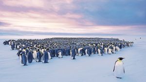 Jedes Jahr versammelt sich die Kolonie der  rund 11 000 Kaiserpinguine auf dem Eis der Atka-Bucht, um ihre Jungen aufzuziehen. Foto: Stefan Christmann