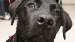 Einem zwei Jahre alter Labrador wurde in Denkendorf ein Giftköder zum Verhängnis. Foto: dpa/Symbolbild