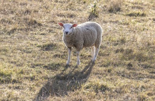 Unbekannte haben bei Adelberg ein Schaf getötet. (Symbolfoto) Foto: IMAGO/Arnulf Hettrich/IMAGO/Arnulf Hettrich