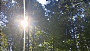Gut gehütetes Geheimnis: Bäume können Sonnenbrand bekommen Foto: jan