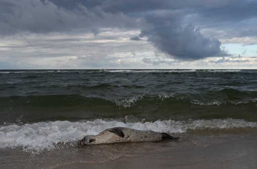 Ein großer Teil der seit Anfang Oktober gefundenen schwer kranken oder toten Seehunde an der Nordseeküste ist an einem Influenzavirus verendet. Foto: dpa