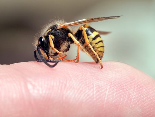 Im Gegensatz zu Bienen ziehen Wespen ihren Stachel nach dem Stich wieder heraus. Foto: Irina Kozorog/Shutterstock.com
